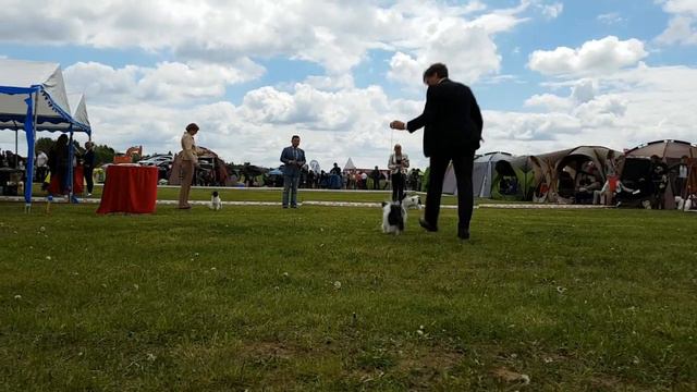 Phalene females at Toy dog Club Show. Moletai 2017-05-26 смотреть онлайн