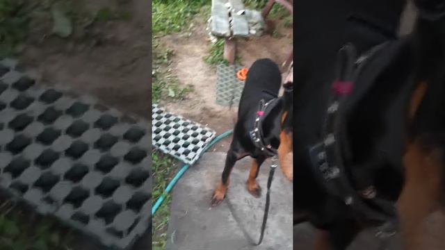 Доберман и основные команды смотреть онлайн