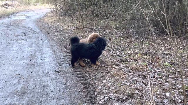 Тибетский мастиф щенки продажа доставка из СПб https://vk.com/svetlost1984 смотреть онлайн