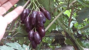 Копьевидный - новинка селекции