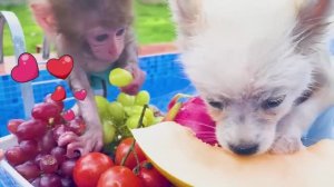 Обезьянка Беби Бон Бон собирает фрукты в саду и ест их вместе со щенком и утенком у бассейна