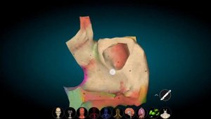 Кости лицевого черепа: скуловая, нёбная, слёзная, носовая, подъязычная, сошник и нижняя раковина