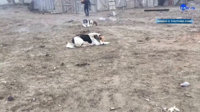 ЗАБЕЖАЛА БЕШЕНАЯ ЛИСА смотреть онлайн