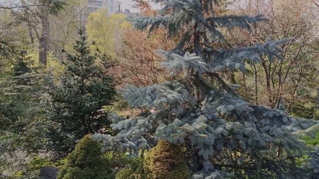 Сакура и весенний фестиваль цветов в Ботаническом саду "Аптекарский огород" в Москве. Май 2022 г. смотреть онлайн