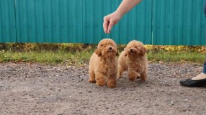 Абрикосовые сестрички той-пудель