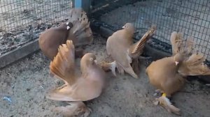 Статные голуби (жёлтые)