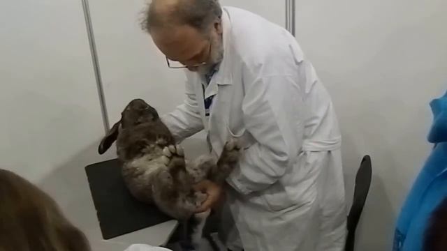 Прикольное видео смотреть с 55 секунды! ;-) Оценка кролика породы Бельгийский великан смотреть онлайн