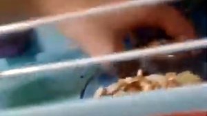 Что делать если хомяк сбежал?/ знакомство с моими хомячками