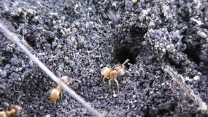 БИОСФЕРА: 212. Жёлтый Земляной Муравей (Lasius flavus)