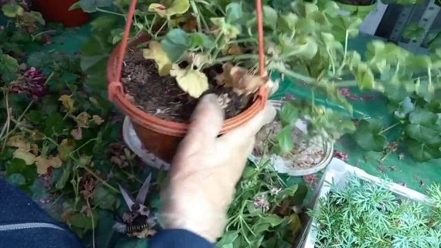 Пеларгония плющелистная: обрезка и выбор черенков для укоренения.
