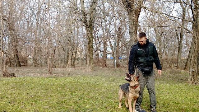 Дрессировка немецкой овчарки Занятие с немецкой овчаркой Порода немецкая овчарка