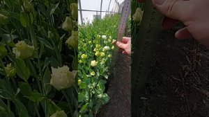 Эустома второй срез часть 3