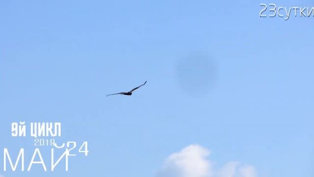 Дневник воздержания 2019: Цикл 9 из 21  То супер сила то гипер вялость  Продержался 37 дней