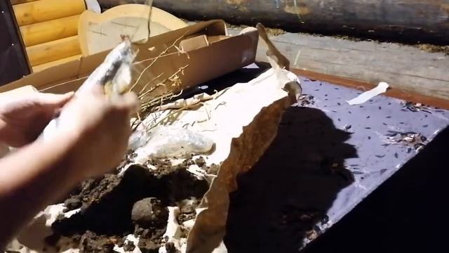 Обзор посылки из интернет магазина ДАЧА24!!! ЛОХОТРОН!ОСТОРОЖНО, МОШЕННИКИ! смотреть онлайн