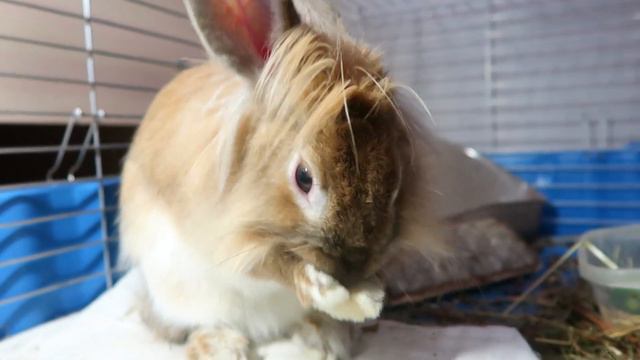 Грустная история жизни кролика смотреть онлайн