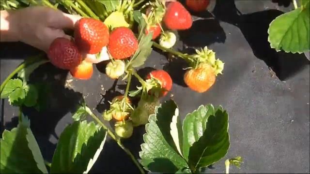 ФЕРНАНДО - поздний сорт клубники со сладкими ягодами. смотреть онлайн