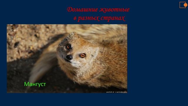 Домашние животные. Природоведение