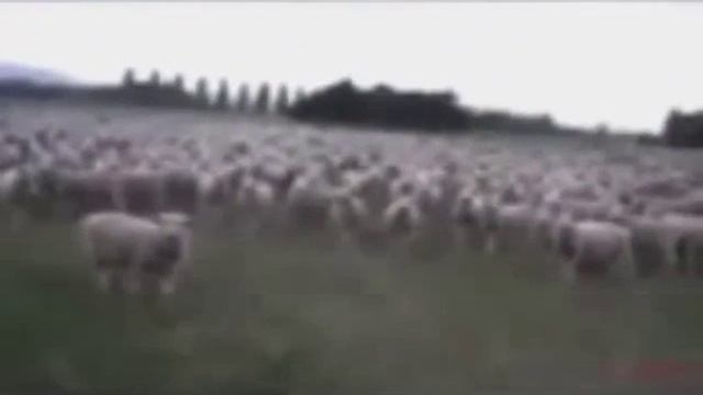 Видео про баранов прикол смотреть онлайн