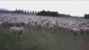 Видео про баранов прикол