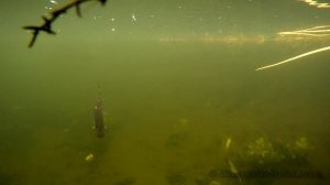 Must see! Action camera, pike & mackerel: fishing experiment. Underwater attacks.