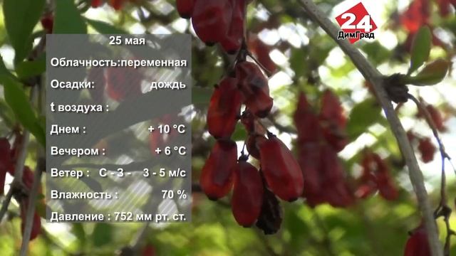 ПОГОДА НА ЗАВТРА. 24.05.2022 смотреть онлайн