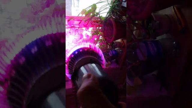 Лампа для эффективного роста растений (фитолампа) смотреть онлайн