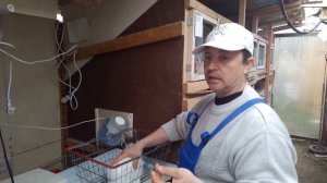 НИКОГДА НЕ ПОЗДНО ДЕЛАТЬ ПРИВИВКИ КРОЛИКАМ И КРОЛЬЧАТАМ  разведение кроликов калифорнийской породы