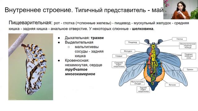 Урок "Класс Насекомые" - ЦТ, ЕГЭ, ЗНО смотреть онлайн