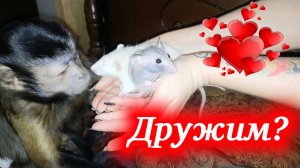 Алекса капуцин и декоративные крысы, Кузя и Дуся пытаюсь наладить контакт! Ну очень мило!