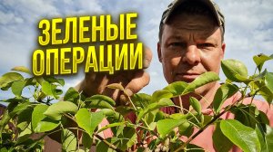 обрезка сада нужна постоянно как делать зеленые операции и санитарную обрезку в начале лета