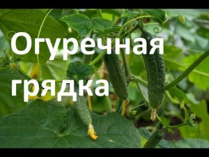 Как сделать грядку для огурцов