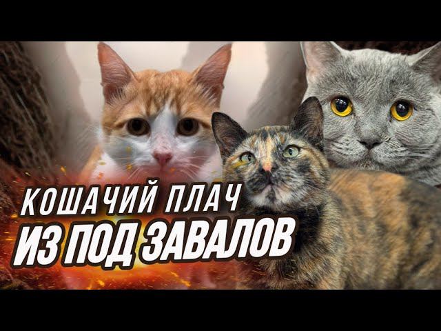 Пушистые беженцы. Спасение котиков из Донецка