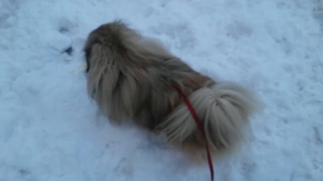 Как пекинесы ведут себя на прогулке.