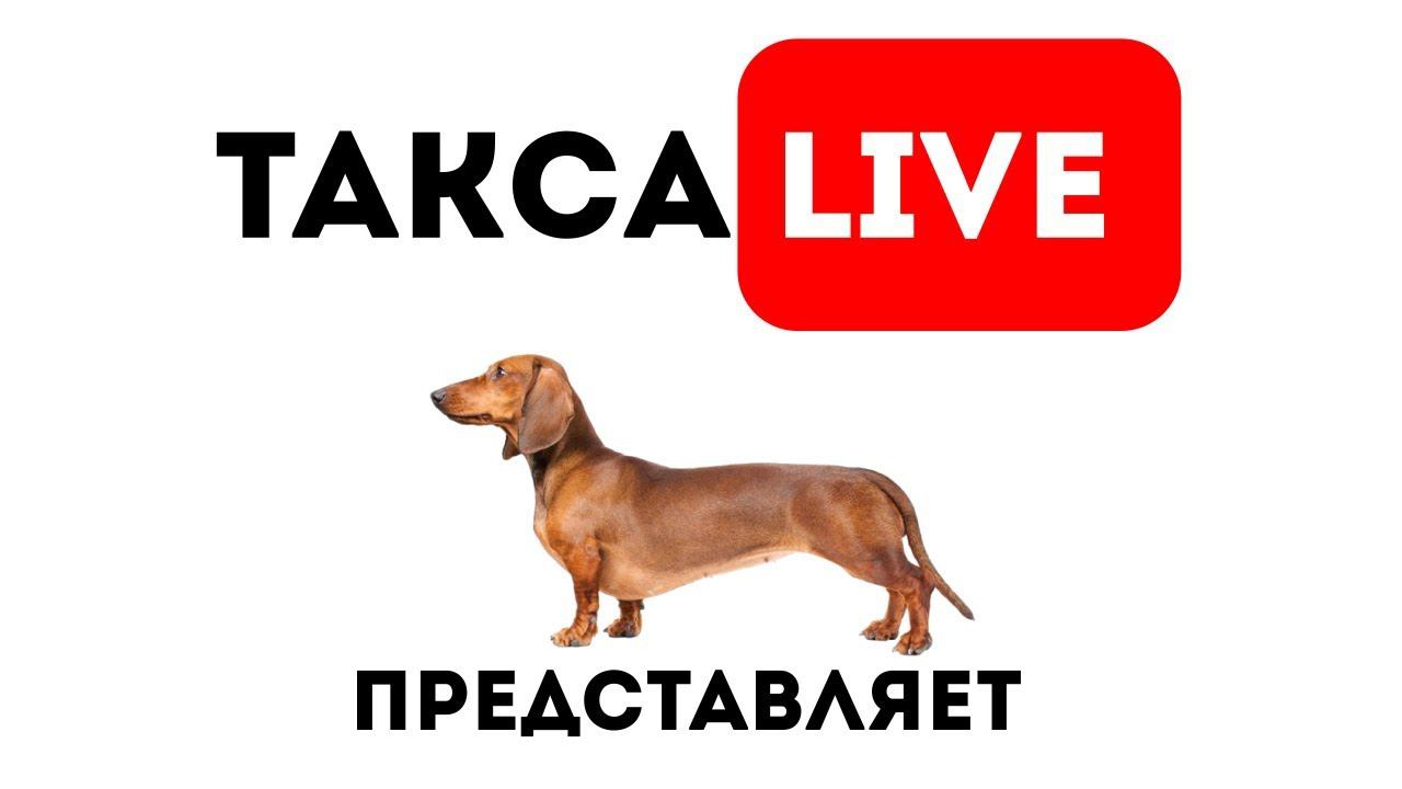 Купить Таксу Щенка В Спб С Питомника