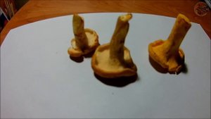 Ежовик желтый-двойник лисички (Будни охотника и рыбака)