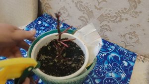 Реанимация БАЛЬЗАМИНА ВАНЬКИ МОКРОГО