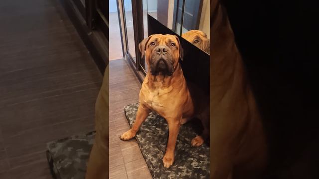 Бурбуль в ожидании вкусненького! смотреть онлайн