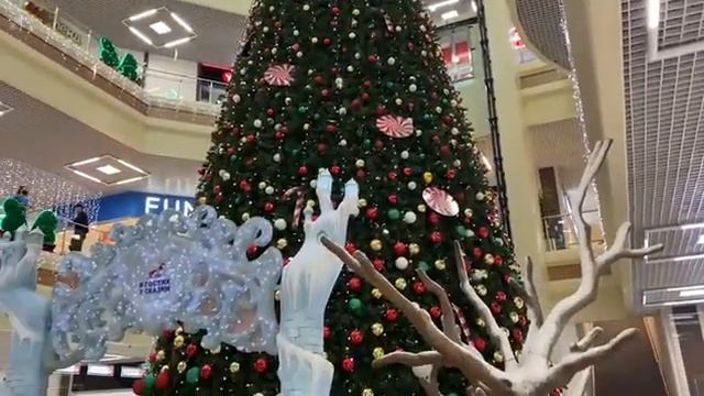 В Новороссийске появились первые елки, а главная переедет в парк Фрунзе