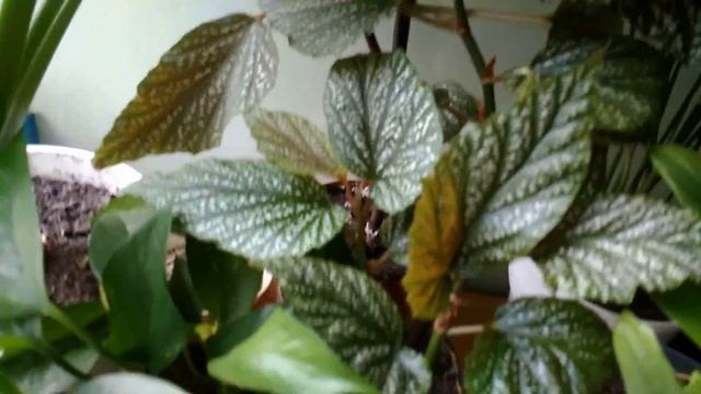 Зимний сад на балконе круглый год. / Часть первая./ноябрь 2020года./ смотреть онлайн