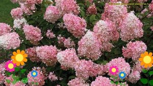 Гортензия метельчатая Торч оф пинк. Краткий обзор, описание hydrangea paniculata Touch of Pink