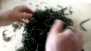 0 Скручивание листьев иван чая