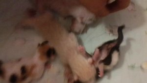 У Умки и Леди родились котята в один день)?????