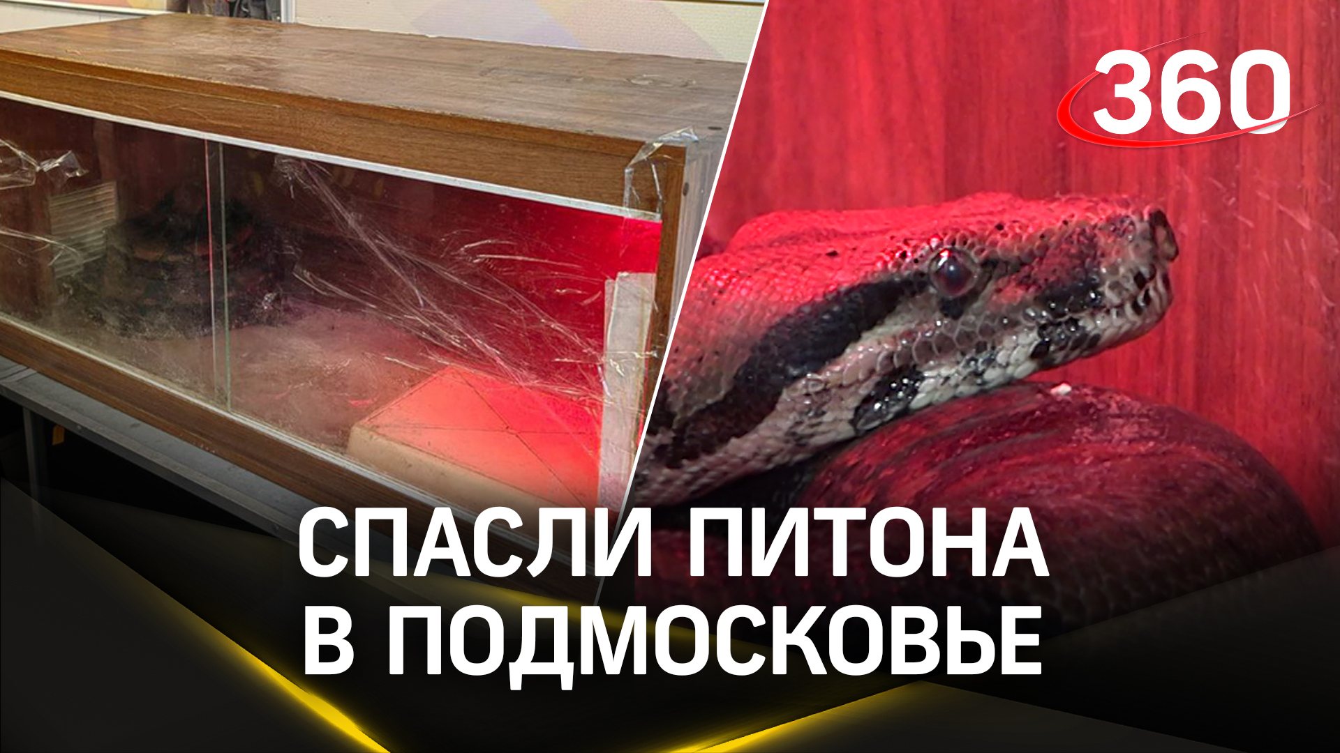 Питона бросили умирать в лесу: история спасения в Подмосковье