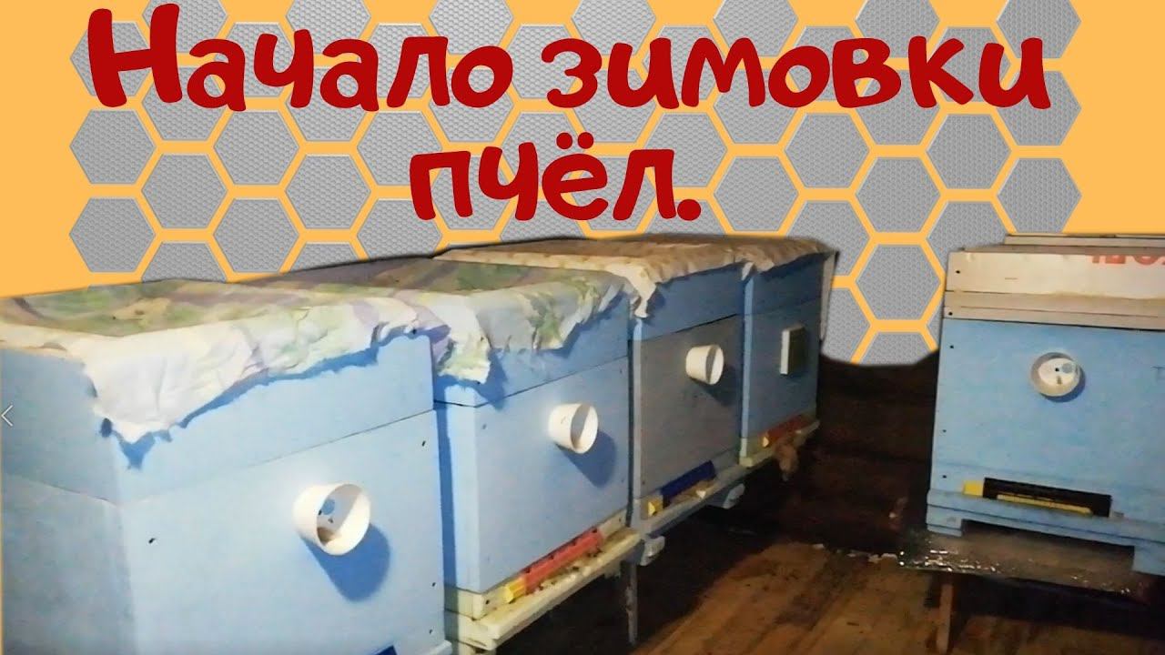 Начало зимовки пчел  - Зимовка пчел в ульях ппс (ппу)