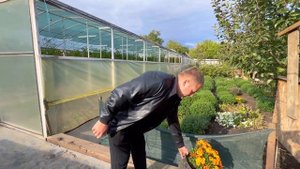 Хризантема МУЛЬТИФЛОРА: как и когда выкапывать