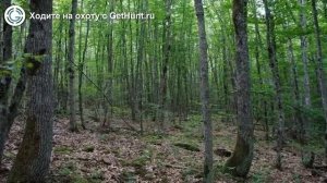 Охота в Краснодарском крае – Выселковская РО ККОООР охота на вальдшнепа в Краснодарском крае