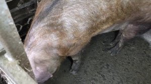 ✅ Есть такое понятие "СВИНЬЯ БОРЗЕЕТ" 🤔такое произошло у ХАВРЮШИ‼️ОТКОРМЫШИ получили💊 КАТОЗАЛ💉