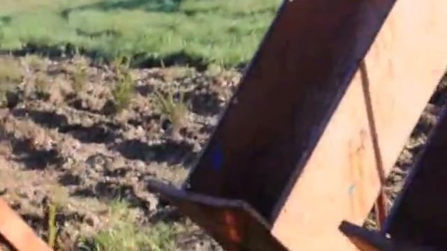 Aesculus x carnea   Trees For Sale смотреть онлайн