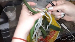 Капли_липкие на #Орхидеях/меняем срочно грунт, место содержание