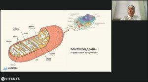 Современная жизнь и здоровье женщины